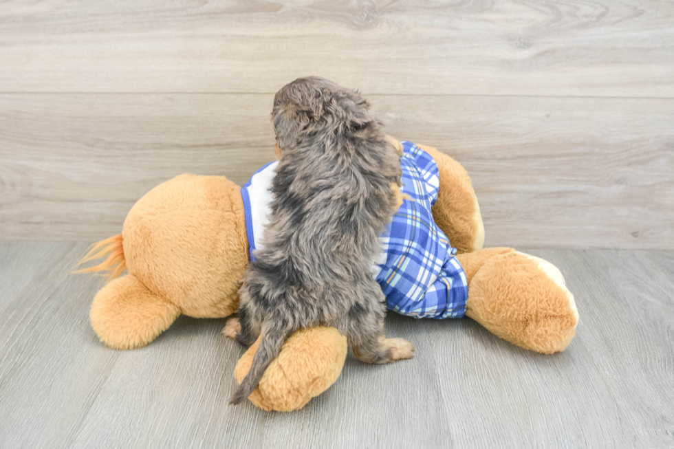 Fluffy Cavapoo Poodle Mix Pup