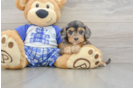 Petite Cavapoo Poodle Mix Pup