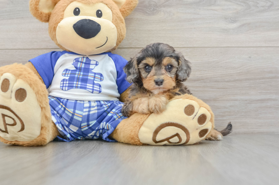 6 week old Cavapoo Puppy For Sale - Puppy Love PR