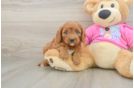 Happy Cavapoo Baby