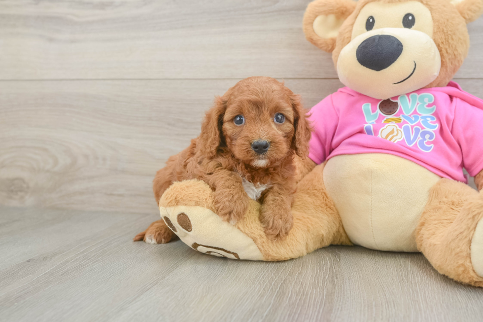 Happy Cavapoo Baby