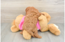 Energetic Cavoodle Poodle Mix Puppy