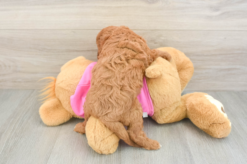 Energetic Cavoodle Poodle Mix Puppy