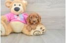 Cavapoo Puppy for Adoption