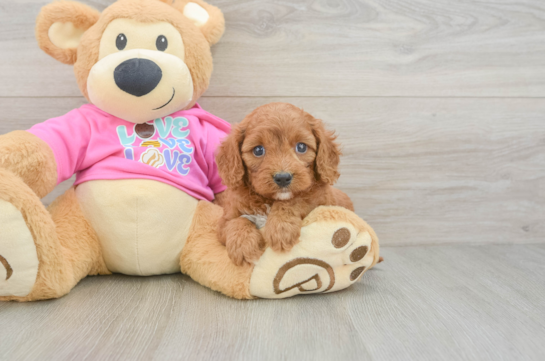 Cavapoo Puppy for Adoption