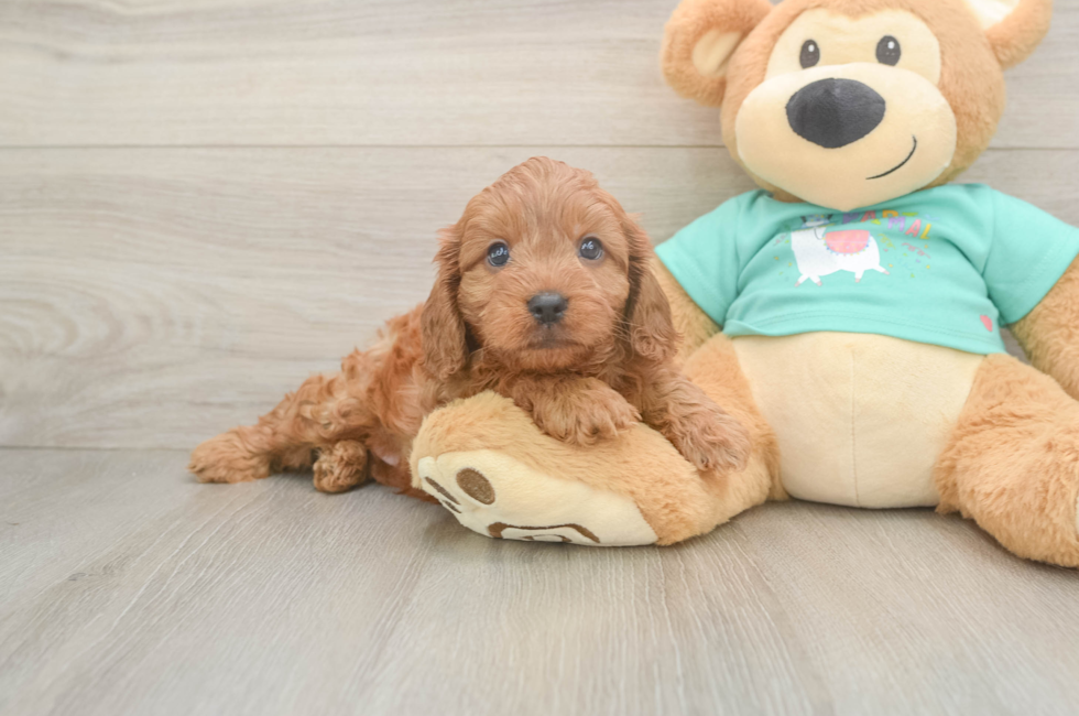 5 week old Cavapoo Puppy For Sale - Puppy Love PR