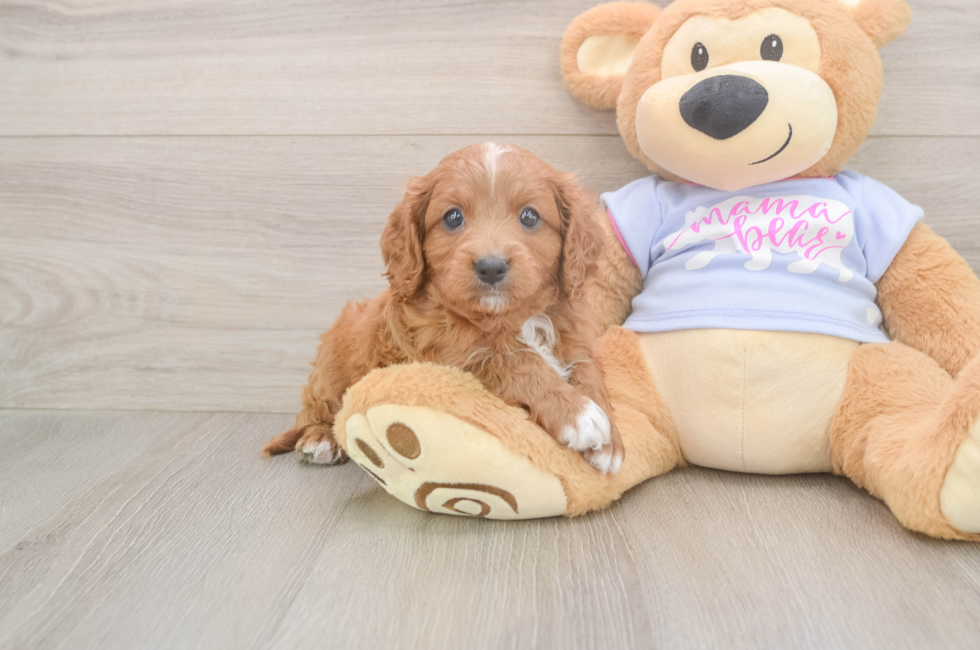 5 week old Cavapoo Puppy For Sale - Puppy Love PR