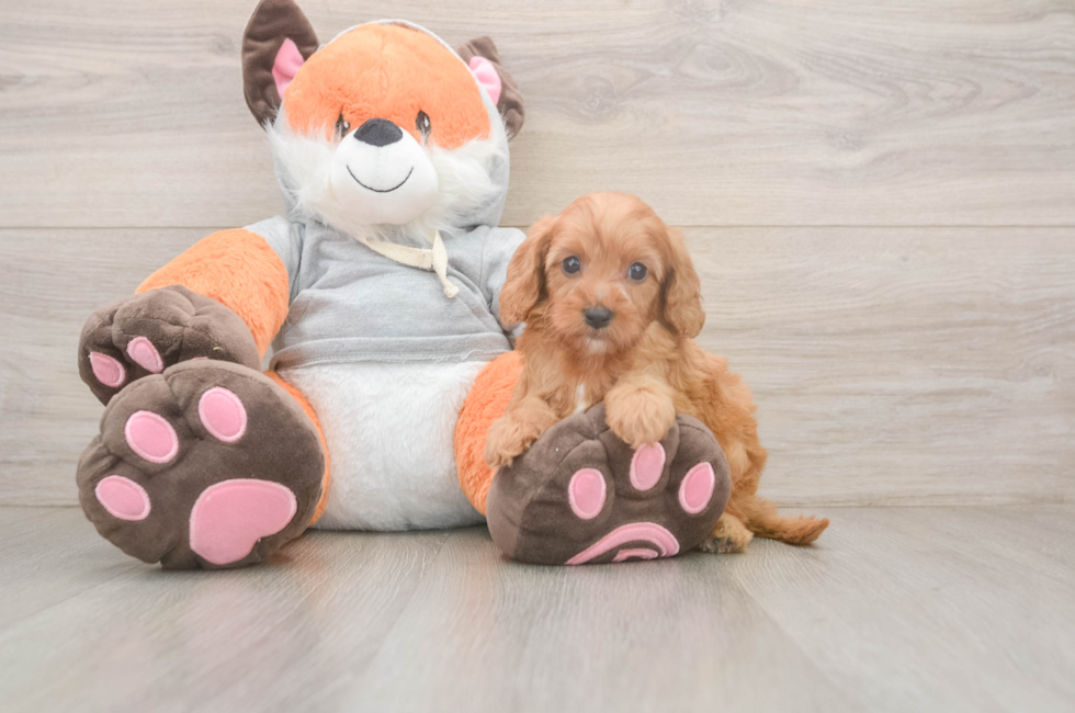 5 week old Cavapoo Puppy For Sale - Puppy Love PR
