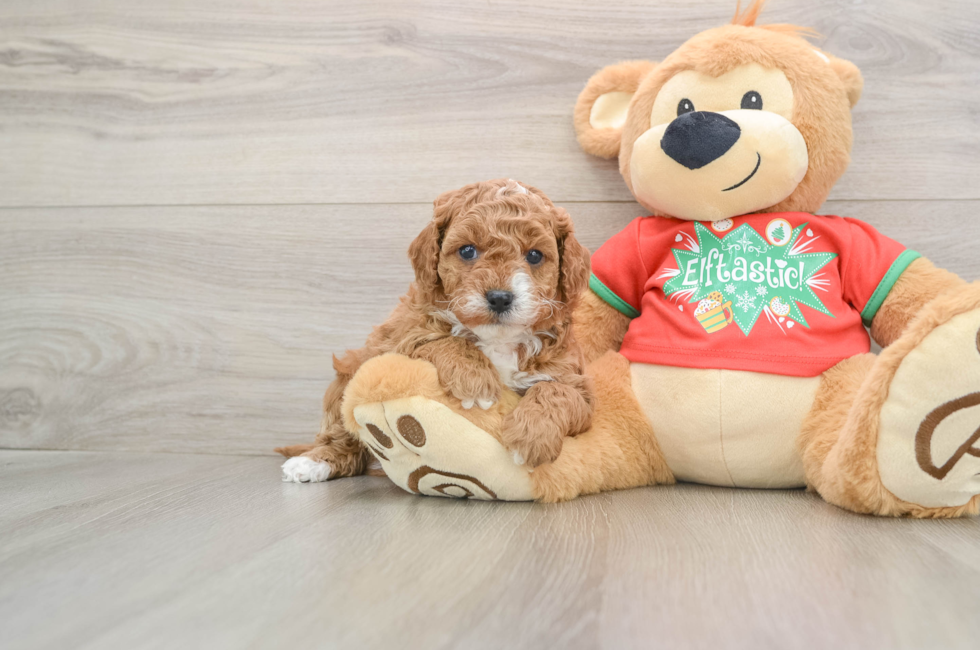 5 week old Cavapoo Puppy For Sale - Puppy Love PR