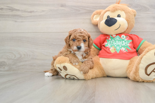 Best Cavapoo Baby