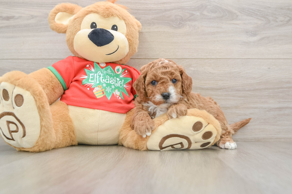 Smart Cavapoo Poodle Mix Pup
