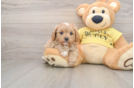 Cute Cavapoo Baby