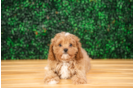 Cute Cavapoo Baby