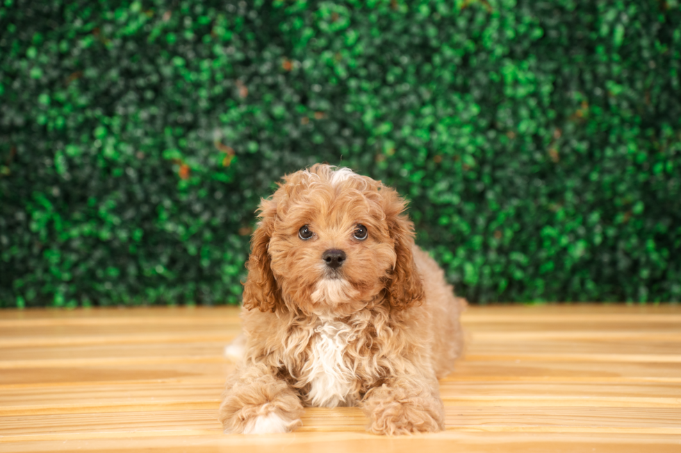 Cute Cavapoo Baby