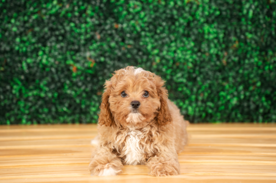 Cute Cavapoo Baby