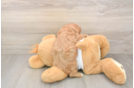 Friendly Cavapoo Baby
