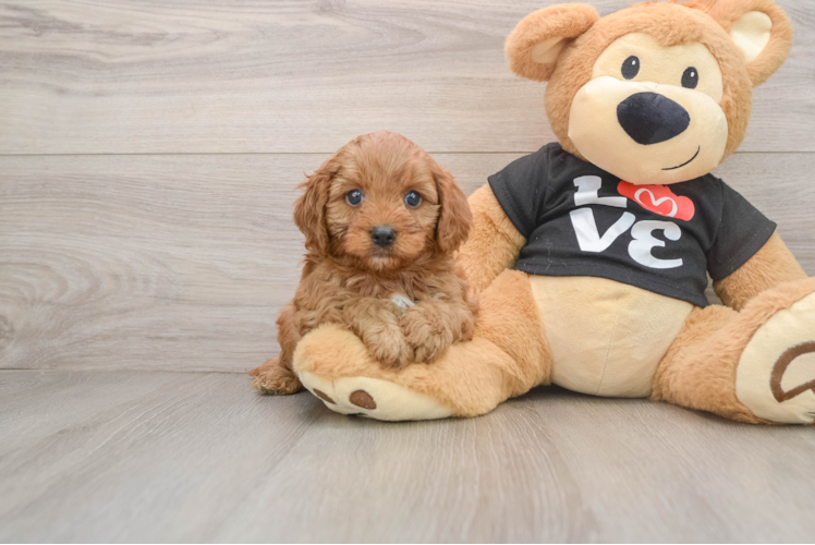 Best Cavapoo Baby