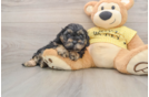 Fluffy Cavapoo Poodle Mix Pup