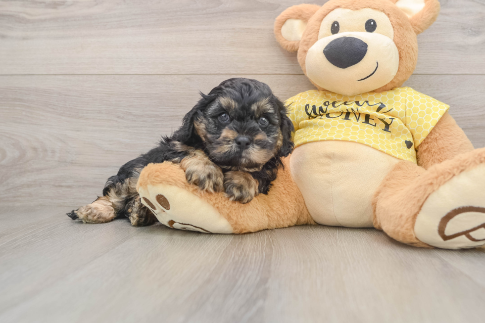Fluffy Cavapoo Poodle Mix Pup