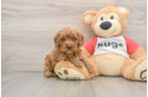Adorable Cavalier King Charles Spaniel and Poodle Mix Poodle Mix Puppy