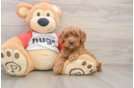 Fluffy Cavapoo Poodle Mix Pup