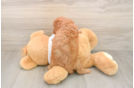 Energetic Cavoodle Poodle Mix Puppy