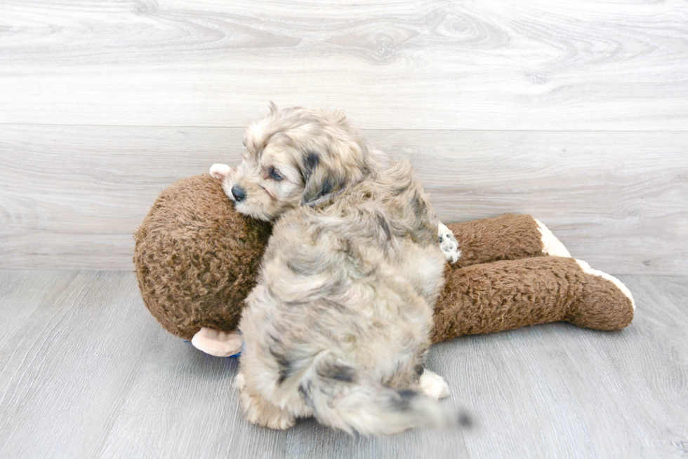 Cute Cavoodle Poodle Mix Puppy