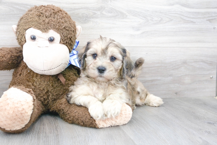 Cavapoo Pup Being Cute