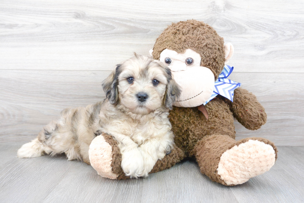 Cavapoo Puppy for Adoption