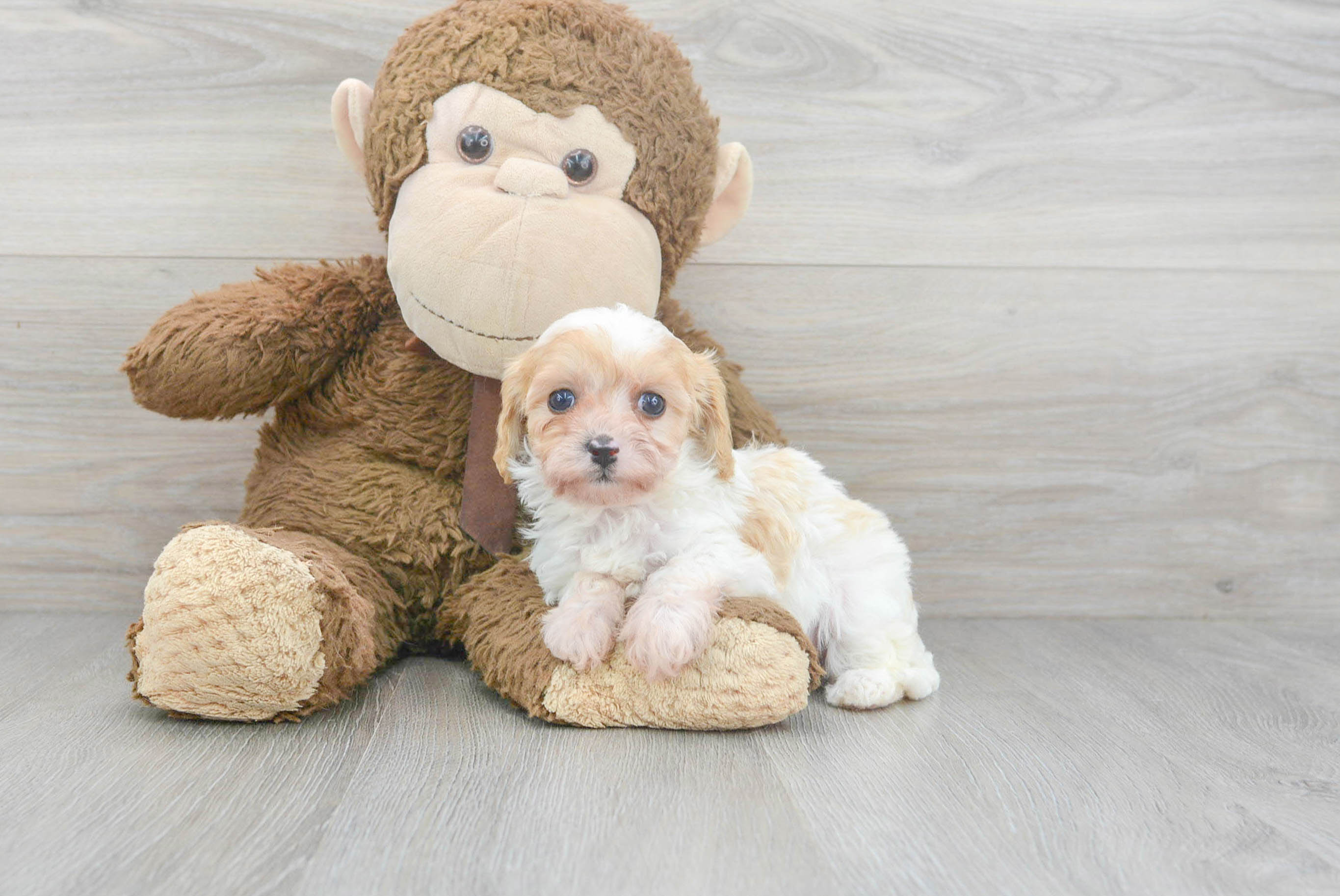 Cavapoo Pup Being Cute