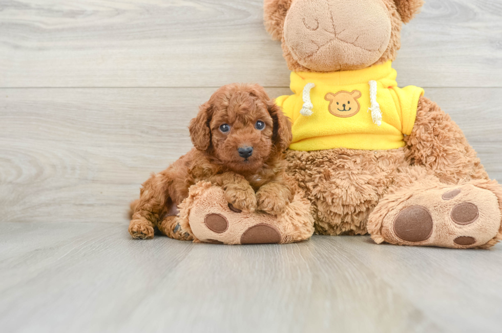 6 week old Cavapoo Puppy For Sale - Puppy Love PR