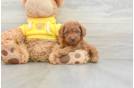 Energetic Cavoodle Poodle Mix Puppy