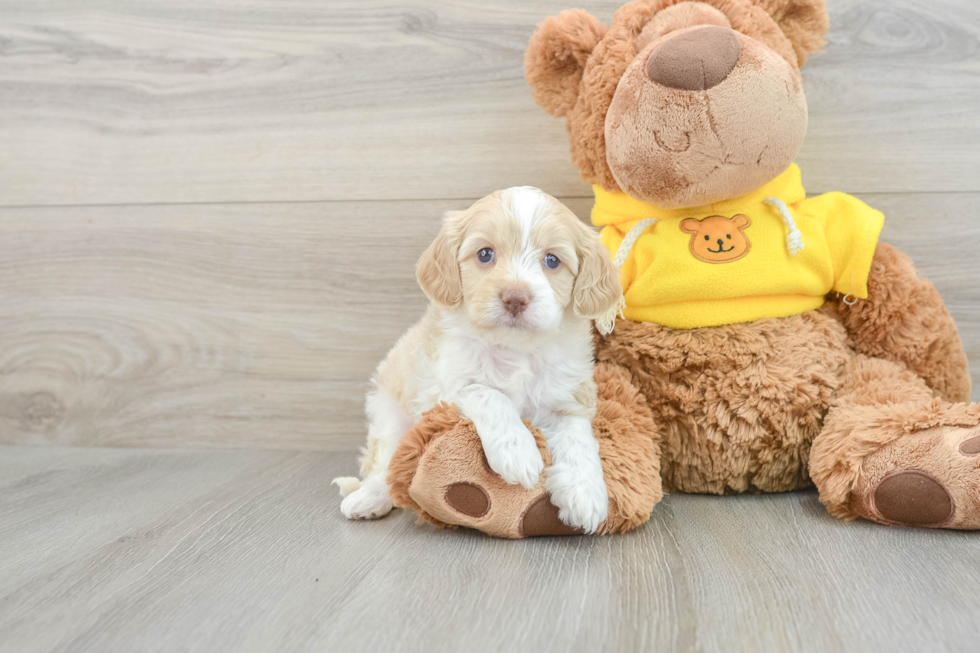 Cavapoo Puppy for Adoption