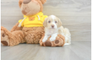 Cavapoo Pup Being Cute