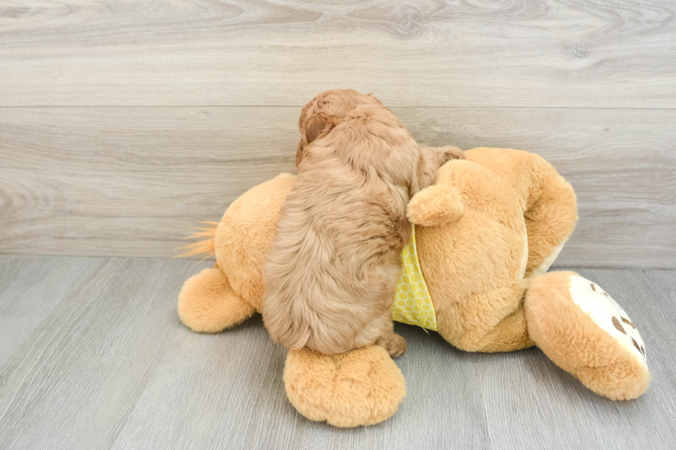 Friendly Cavapoo Baby