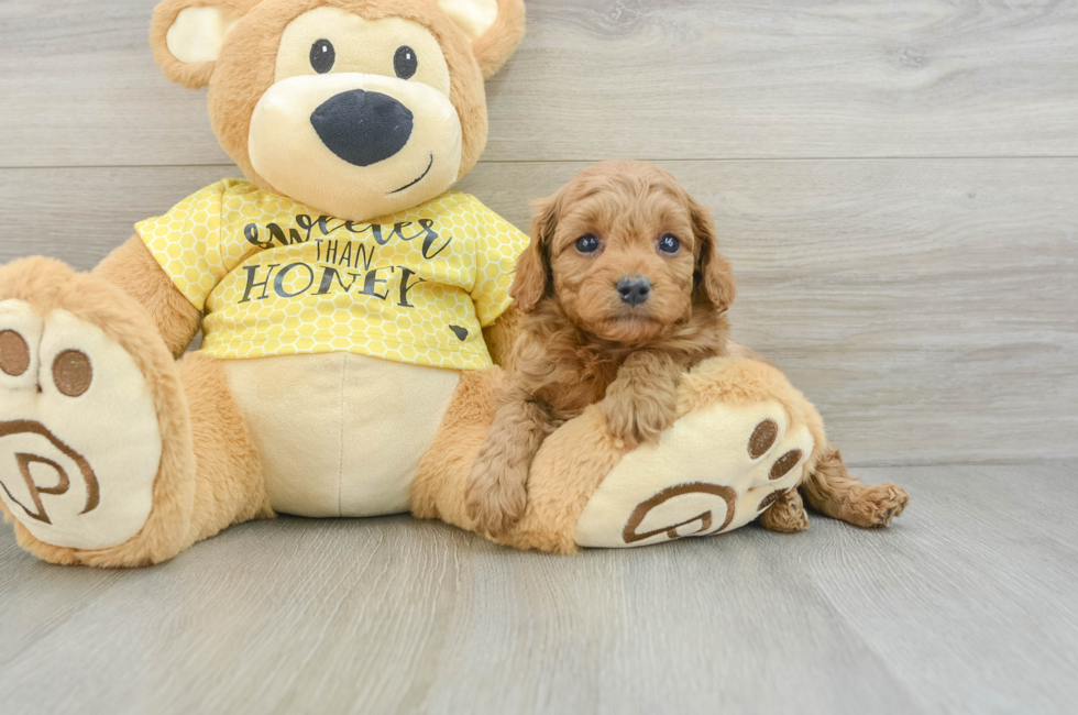 5 week old Cavapoo Puppy For Sale - Puppy Love PR