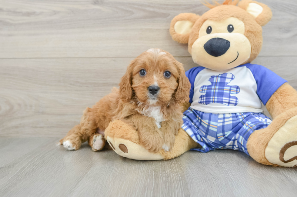7 week old Cavapoo Puppy For Sale - Puppy Love PR