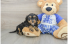 Little Cavipoo Poodle Mix Puppy