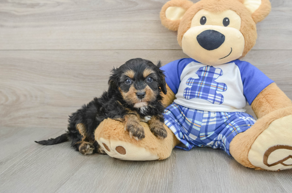 6 week old Cavapoo Puppy For Sale - Puppy Love PR