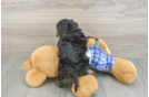 Small Cavapoo Baby