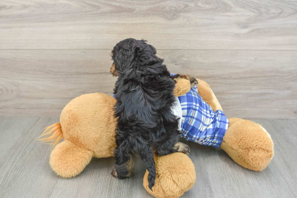 Small Cavapoo Baby