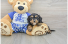Sweet Cavapoo Baby