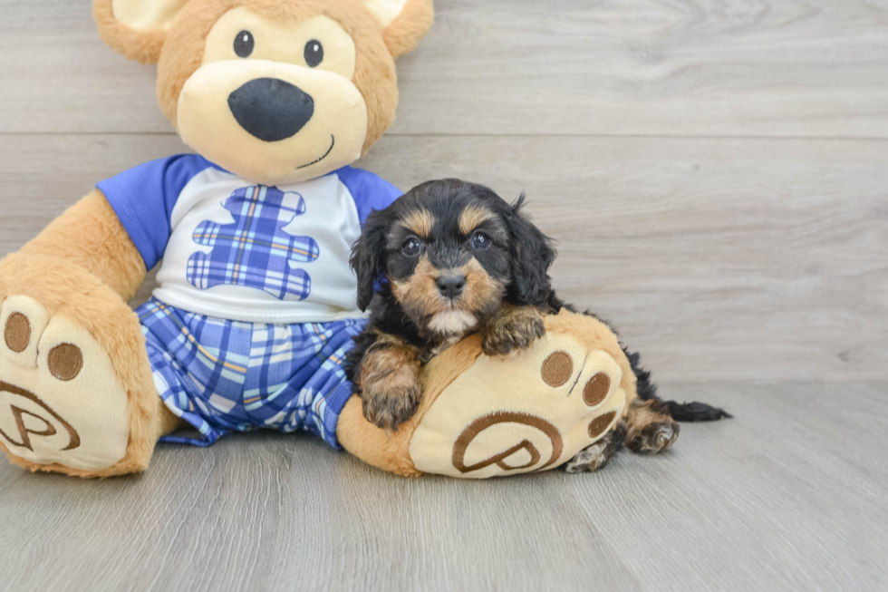 Sweet Cavapoo Baby