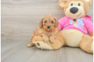 Cavapoo Puppy for Adoption