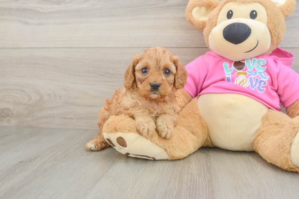 Cavapoo Puppy for Adoption
