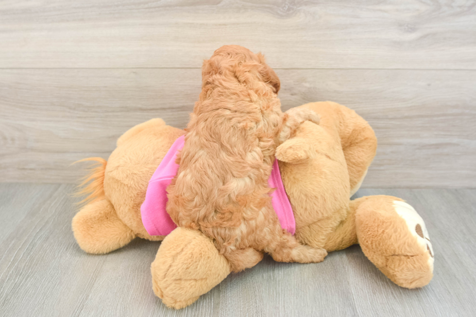 Hypoallergenic Cavadoodle Poodle Mix Puppy