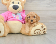 8 week old Cavapoo Puppy For Sale - Puppy Love PR