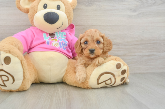 Hypoallergenic Cavadoodle Poodle Mix Puppy