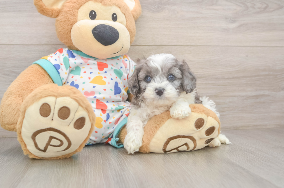 5 week old Cavapoo Puppy For Sale - Puppy Love PR