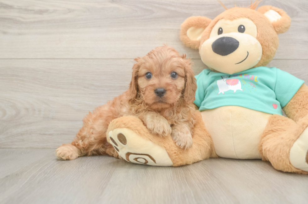 5 week old Cavapoo Puppy For Sale - Puppy Love PR